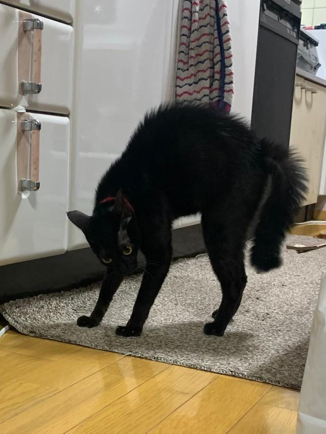 神戸新聞next 連載 特集 話題 なんてきれいな威嚇 黒猫のポーズがステキ過ぎて悶絶 うわぁ 美脚 スタイル抜群 神戸新聞next 連載 特集 話題 なんてきれいな威嚇 黒猫のポーズがステキ過ぎて悶絶 うわぁ 美脚 スタイル抜群