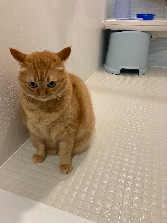 神戸新聞next 連載 特集 話題 21年 犬猫のお風呂 イヤイヤ発動 大好きな子も 修羅場と化すバスルーム 笑ってはいけないw