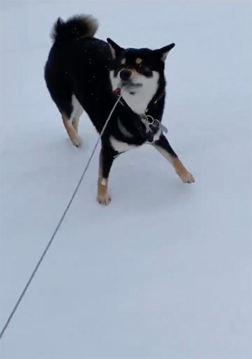 神戸新聞next 連載 特集 話題 21年 動物の行動に涙 純粋だから 犬 猫 カラスの切ない行動に泣きました