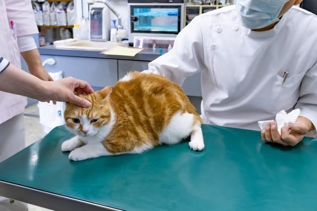 ペットショップで購入した動物に病気が見つかって…　※画像はイメージです（あんみつ姫/stock.adobe.com）