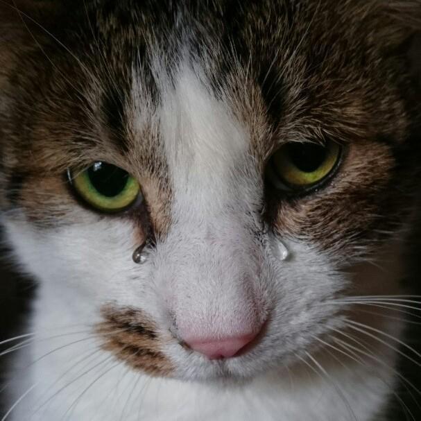 針金を巻かれ、首の動脈が切れる寸前だった猫…保護した飼い主に