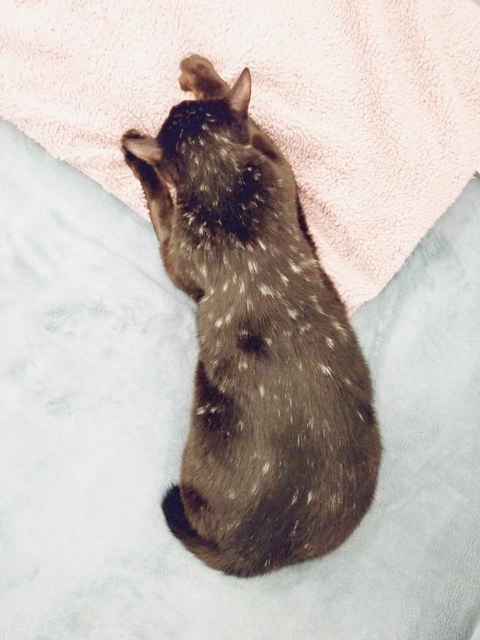 保護した子猫は水玉柄！？ 4歳でガン発症、小さな身体で生きようとする