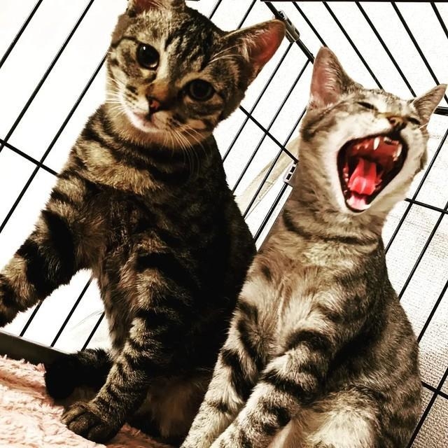 神戸新聞next 連載 特集 話題 母猫に 人は怖いよ と教わった兄妹の子猫 最初は威嚇され続けたが 今は ツンデレ に振り回される幸せな日々
