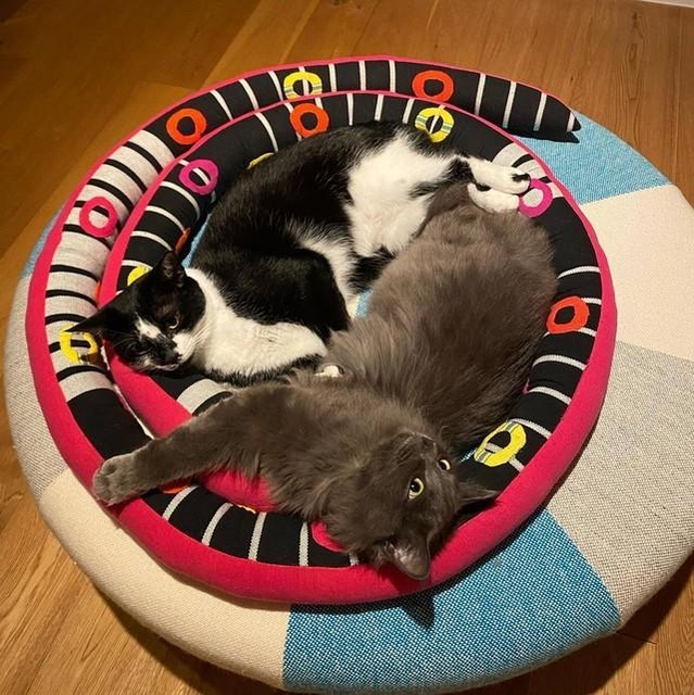 まるで本当の姉弟のように仲良し