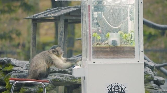 サルにクレーンゲームを与えてみたら…？ 前代未聞の検証実験が驚愕と