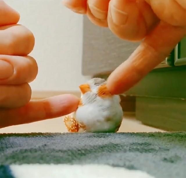 マッサージが気持ちよくてうっとりしちゃうきんちゃん（動画よりキャプチャ／提供：錦太朗の世話係さん）