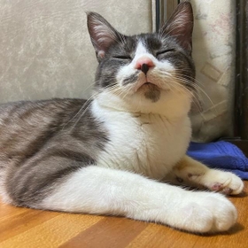 もって数日の命」片目を失った小柄な猫 「この子と一緒に生きていこう