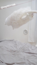 まるで綿あめや雲が浮かんでいるかのように見えるモフモフ猫の写真がTwitter上で話題を集めた（「ロイ(Roy)くん@ラグドール」さん提供）