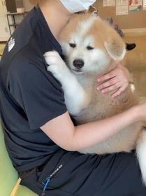 予防接種を待ちながら、飼い主さんにしがみついて離れない子犬の写真が「かわい過ぎる」とTwitter上で大きな話題に（提供写真）