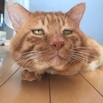 兵庫の預かりボランティアさん宅で過ごすあかさん。目がとろ～ん（みぞれさん提供）