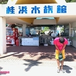 え！あの桂浜水族館にお客さんが！？（桂浜水族館提供）