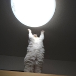 オラに元気を分けてくれ！＝ちまき△ラグドールさん(@Chimaki_0927)提供