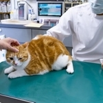 ペットショップで購入した動物に病気が見つかって…　※画像はイメージです（あんみつ姫/stock.adobe.com）