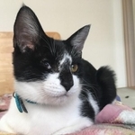 感染症が原因で右目を失明した子猫のボナくん（「ゆう&ニャン5ママ」さん提供）