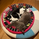 まるで本当の姉弟のように仲良し