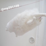 まるで綿あめや雲が浮かんでいるかのように見えるモフモフ猫の写真がTwitter上で話題を集めた（「ロイ(Roy)くん@ラグドール」さん提供）