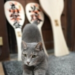 「来年もいい年になるといいニャ」