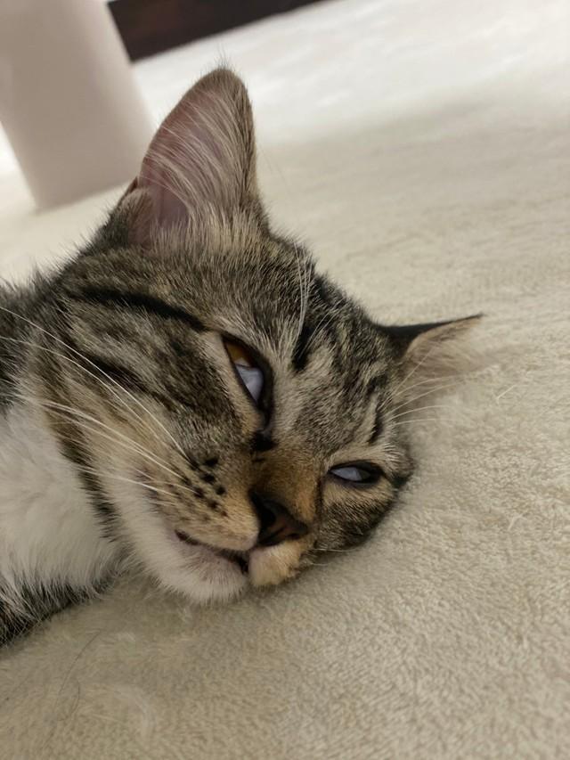 ねこのせんぷうき すずまる (送料無料) 扇風機 ねこ型扇風機
