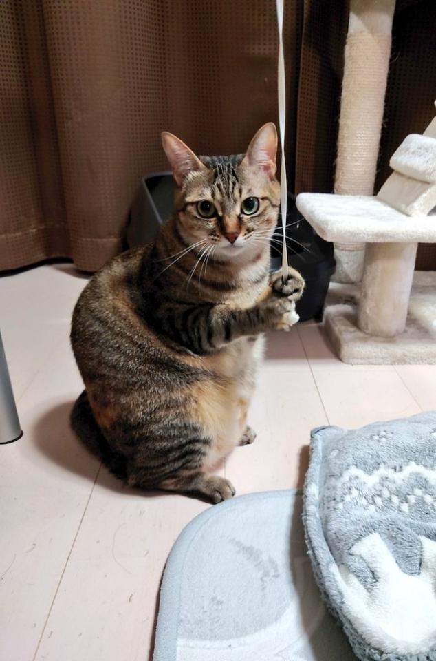 バッターボックスに立つ猫 オッ 左打者 ホームラン狙ってる 抜群の安定感 神戸新聞next 連載 特集 話題