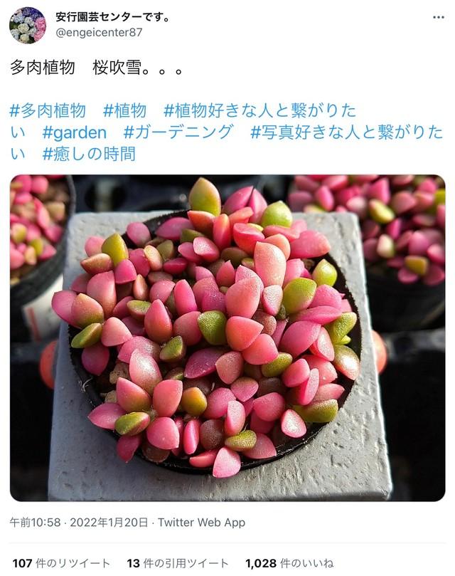 神戸新聞next 連載 特集 話題 ケーキにしか見えない グミみたい 実は 桜吹雪 という名を持つ 植物の赤ちゃんが話題