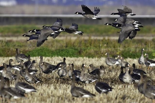 渡り鳥にパンを与えてはいけないの？」これだけあるエサを与えては