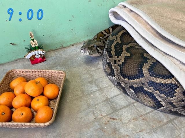 ニシキヘビへのお年玉は、お布団！ ヘビ専門動物園がプレゼントしたら