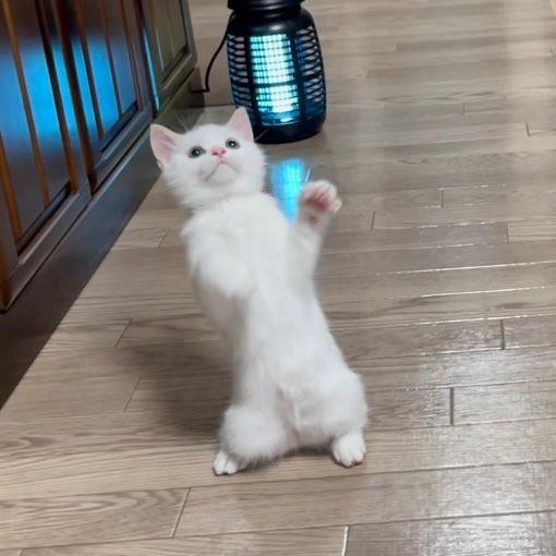 すけまろ様　ネコちゃん　ネコ柄 楽天市場】▽□ねこちゃんの、おかお♪≪シーチングプリント
