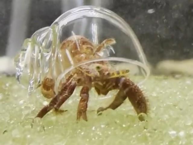 こうなっていたのか ヤドカリ スケルトン殻で 中身 が丸見え 水族館の紹介動画が大反響 神戸新聞next 連載 特集 話題