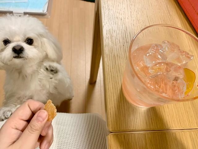 神戸新聞next 連載 特集 話題 あっ それボクのジャーキー 飼い主にエサを取られた元保護犬 切ない表情が話題
