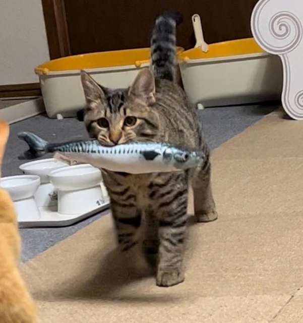 逃げて！サザエさんが来るよ！」お魚くわえたドラ猫♪完全再現 子猫の