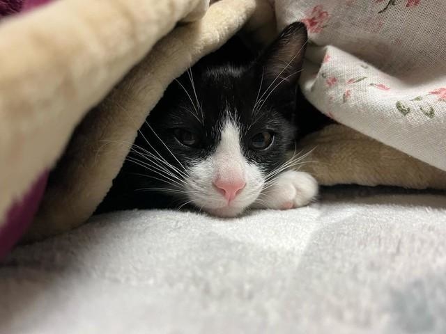 寒くなったからぬくぬく