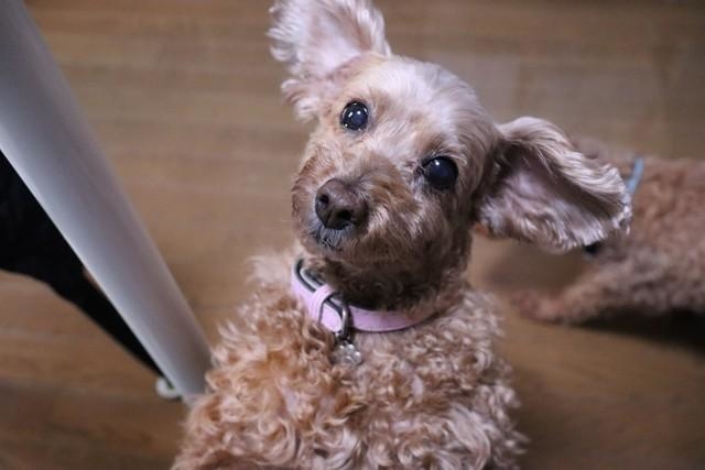 抱っこしてと甘えるハナちゃん