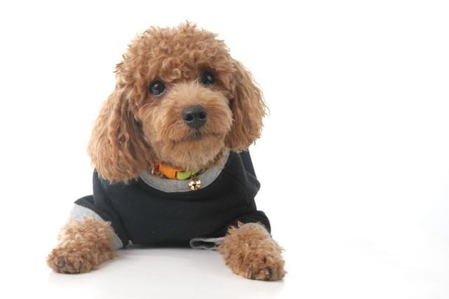 トイ・プードル（Chinks(c)123RF.COM）