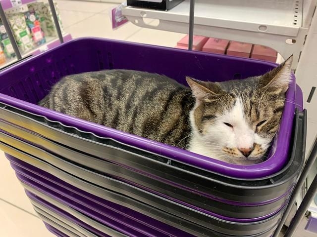 結局、撫でても起きることはなくすやすや眠っていたそうです＝ねこズさん（@nekonekkop）提供