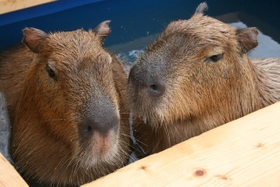 気持ちよさそう～（山口大学共同獣医学部実験動物学木村透教授提供）