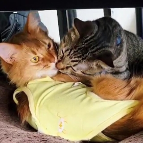 え、付き合ってんの？猫さんたちの仲良しっぷりが話題…「不意にキス ..., 画像サイズ:280x280