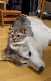 3日ぶりに会えた大きなワンちゃんの耳を一生懸命なめる猫ちゃんがTwitter上で話題を集めた（かもしかさん提供、Twitterよりキャプチャ撮影）