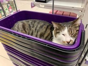 結局、撫でても起きることはなくすやすや眠っていたそうです＝ねこズさん（@nekonekkop）提供