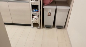 お気に入りの場所＝月としらたまさん（@wataneko_tsuki）提供