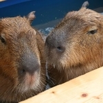 気持ちよさそう～（山口大学共同獣医学部実験動物学木村透教授提供）
