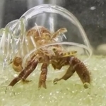 ヤドカリの中身ってこうなってるんですね…（すさみ町立エビとカニの水族館提供）