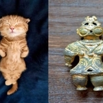 土偶みたいなポージングの子猫の寝姿がtwitter上で話題になった（左の写真は「短足マンチカン ひな子（ねこ）」さん提供、右の写真はフリー素材）