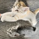 ミルクの箱を見ただけハモりながら鳴いておねだりする2匹の子猫が話題になった（「ととまるとはんみ」さん提供、YouTubeよりキャプチャ撮影）