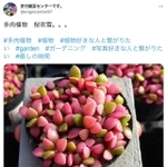 実際の投稿