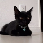 Tさんの家にやって来た翌日。香箱座りがまだ苦手な子猫