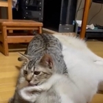 3日ぶりに会えた大きなワンちゃんの耳を一生懸命なめる猫ちゃんがTwitter上で話題を集めた（かもしかさん提供、Twitterよりキャプチャ撮影）