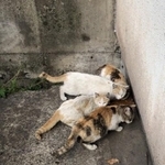 JFE所有の人工島「扇島」は猫が大繁殖。昨年11月、兄妹猫2匹が保護された（「幸 アニマルサポート」の浜田さん提供）