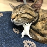 よいこらしょ！＝チョコちゃんねるさん（@choco_chan2021）提供