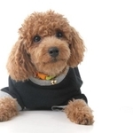 トイ・プードル（Chinks(c)123RF.COM）