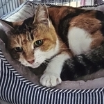 飼い主が認知症のため入院。室内に取り残された高齢猫をボランティアが保護した（「ハピネスねこ譲渡会」代表・海老塚さん提供）